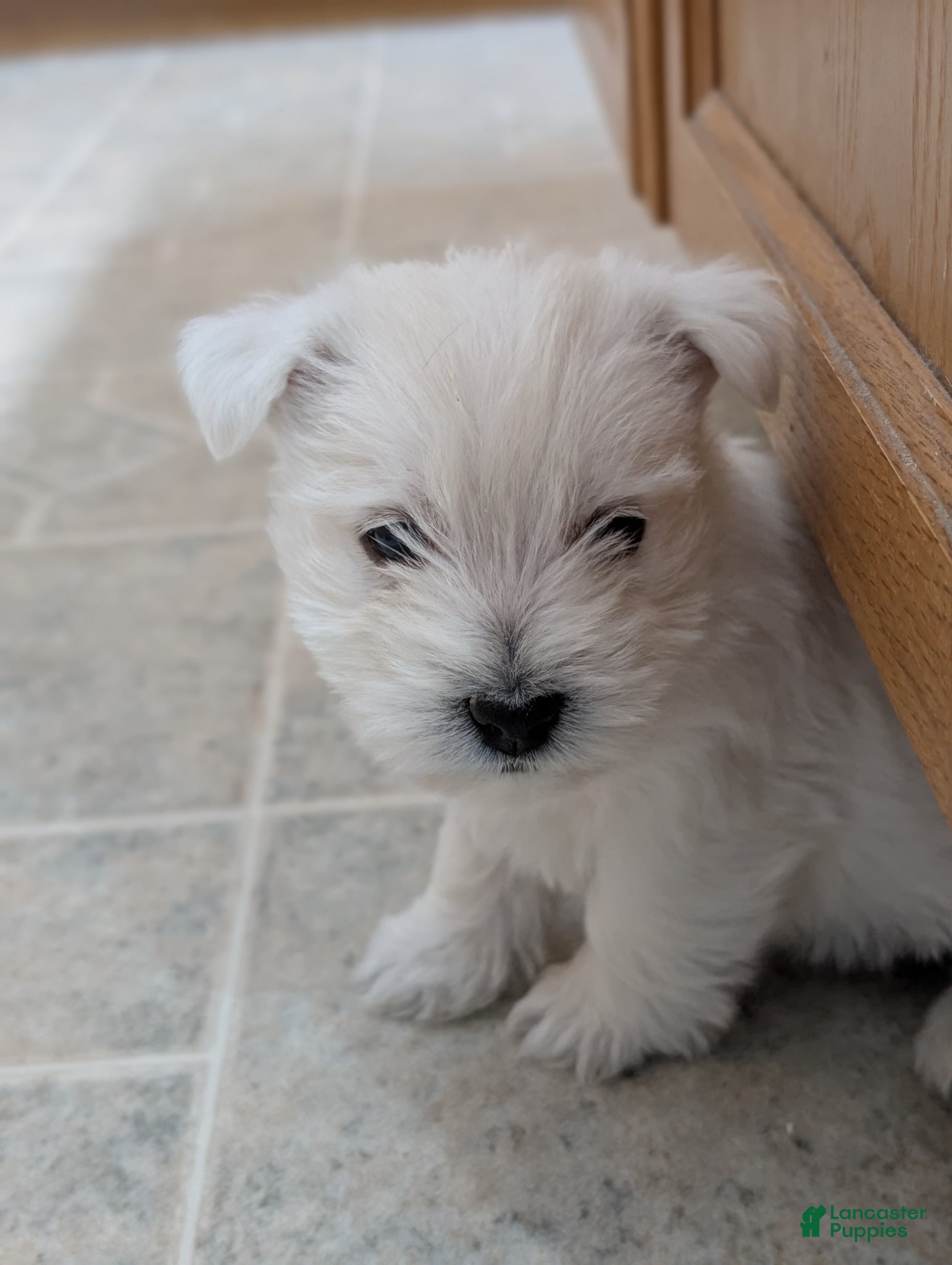 West Highland Terrier dogs West Highland Terrier Puppy 1 - Ad 19
