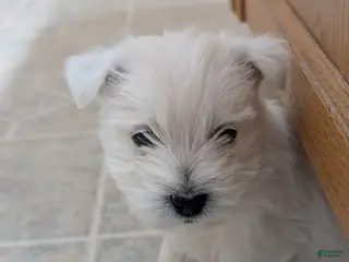 West Highland Terrier dogs West Highland Terrier Puppy 1 - Ad 19