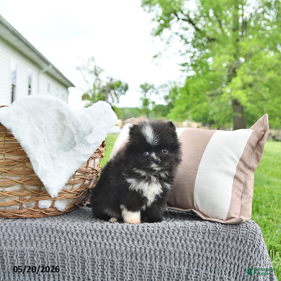Pomeranian dogs Austin - Ad 1