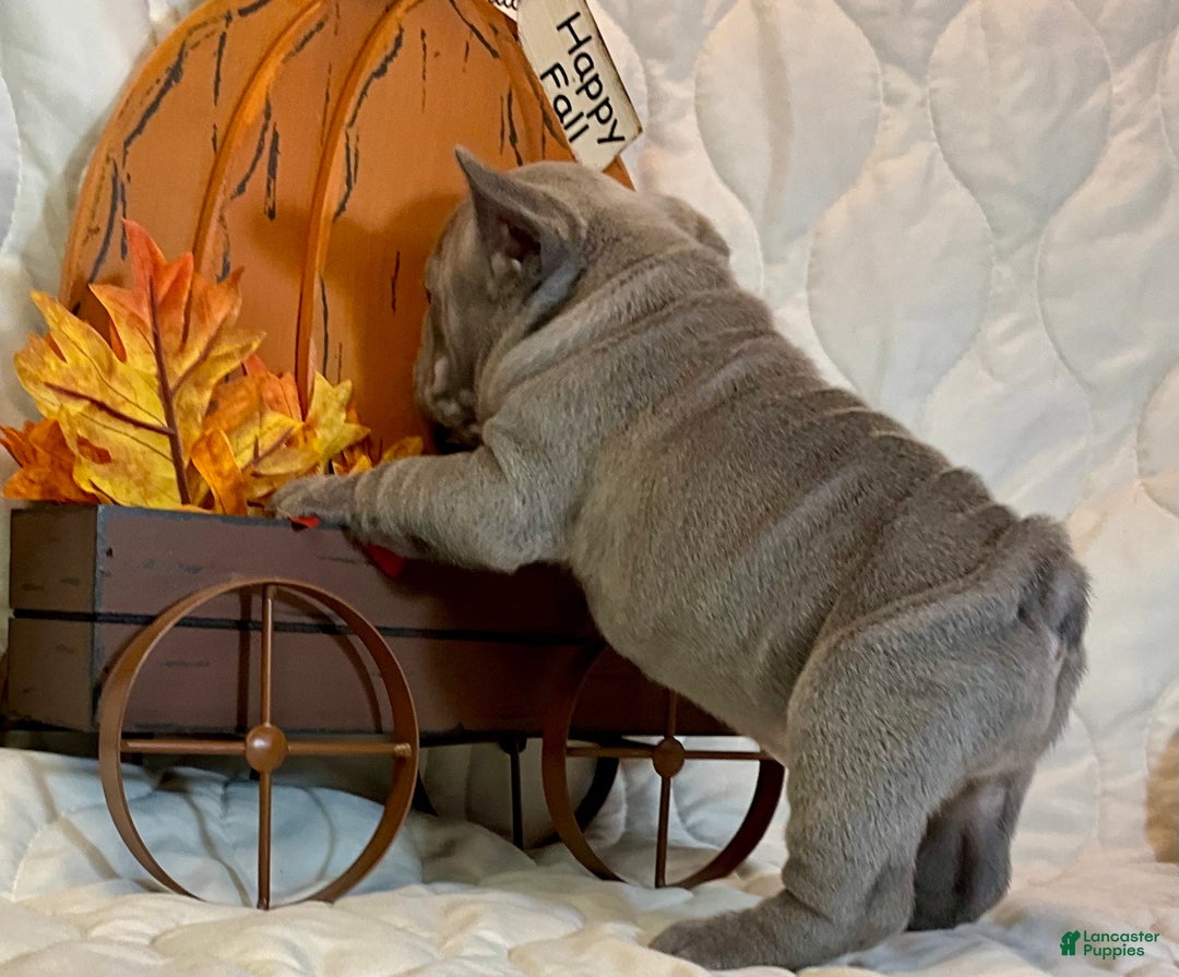 French Bulldog dogs for sale: River  - Ad 13