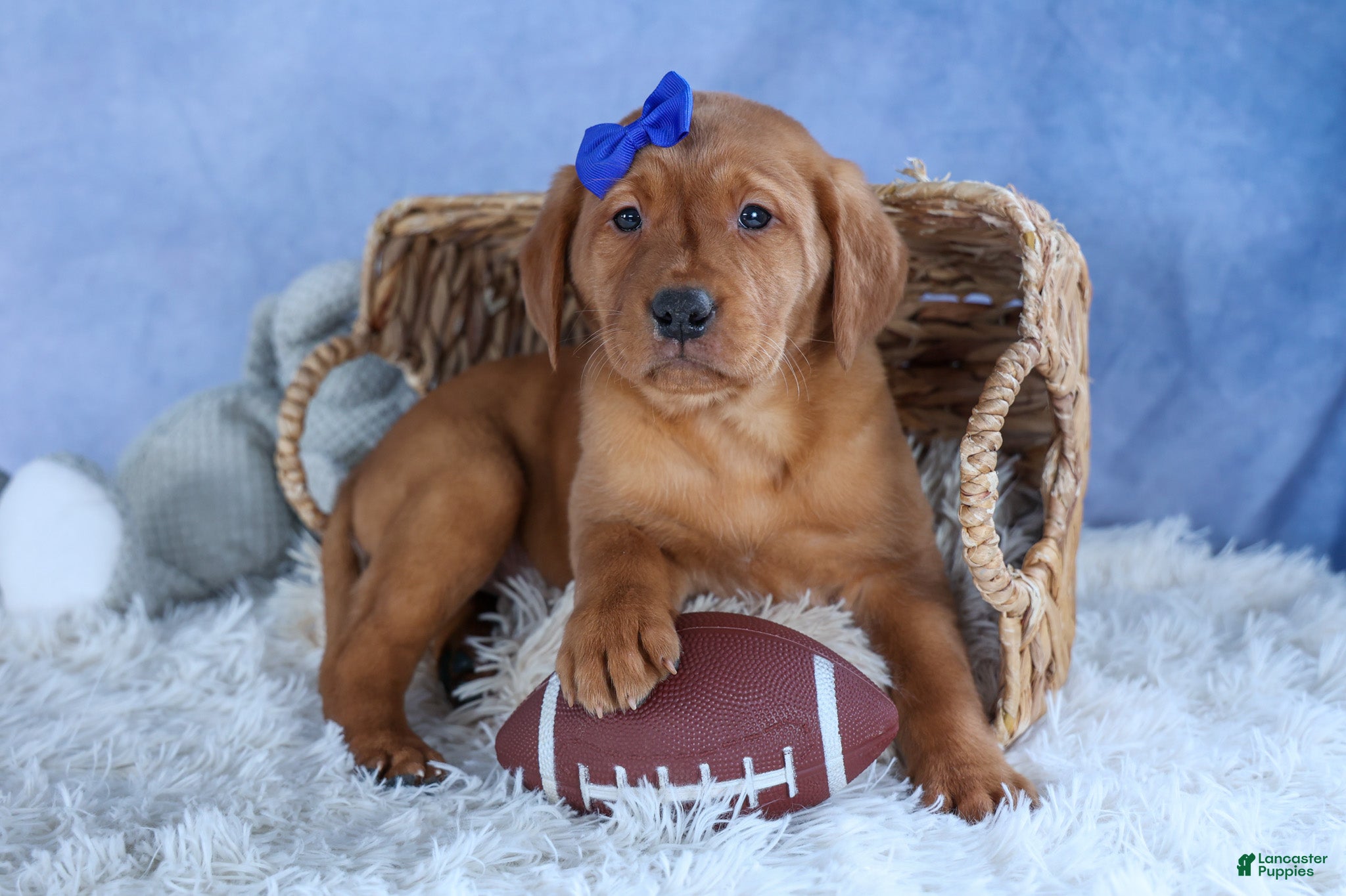 Labrador Retriever dogs DIESEL - Ad 2