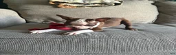 Boston Terrier dogs for sale: Boston Terrier 1 - Ad 4