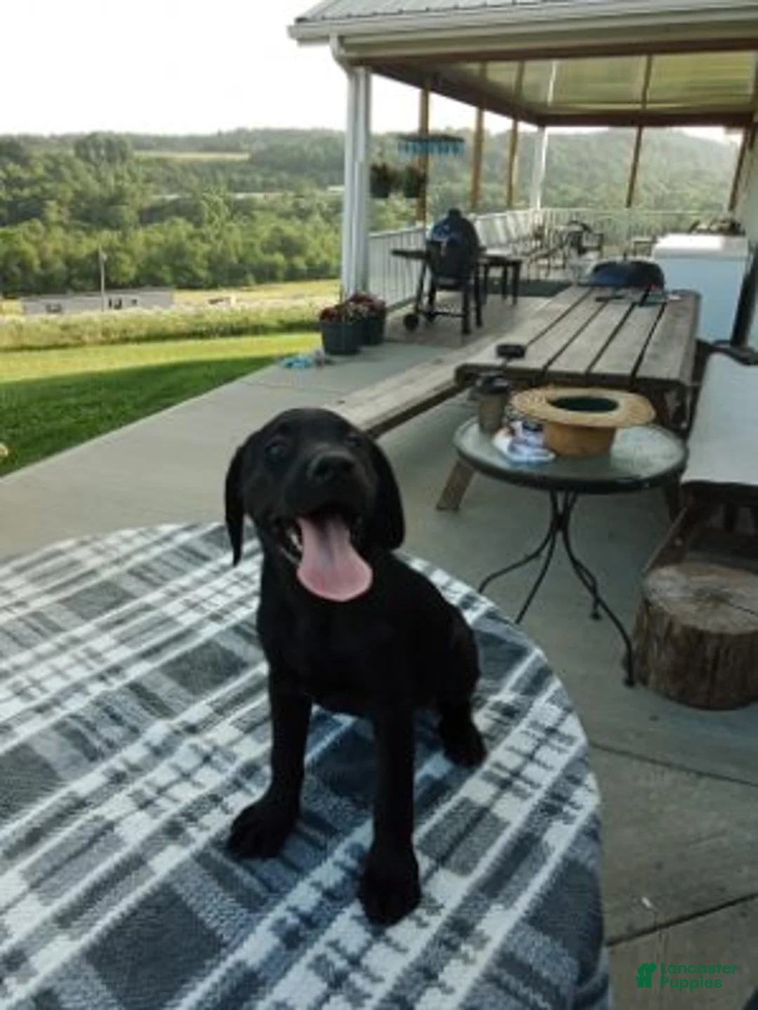 Labrador Retriever dogs for sale: Max - Ad 2