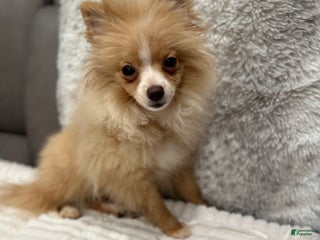 Pomeranian dogs - Ad 6