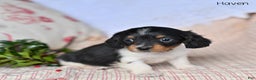 Miniature Dachshund dogs for sale: Haven - Ad 2