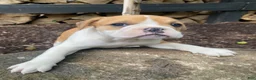 Mixed Breed dogs for sale: Hank - Ad 8