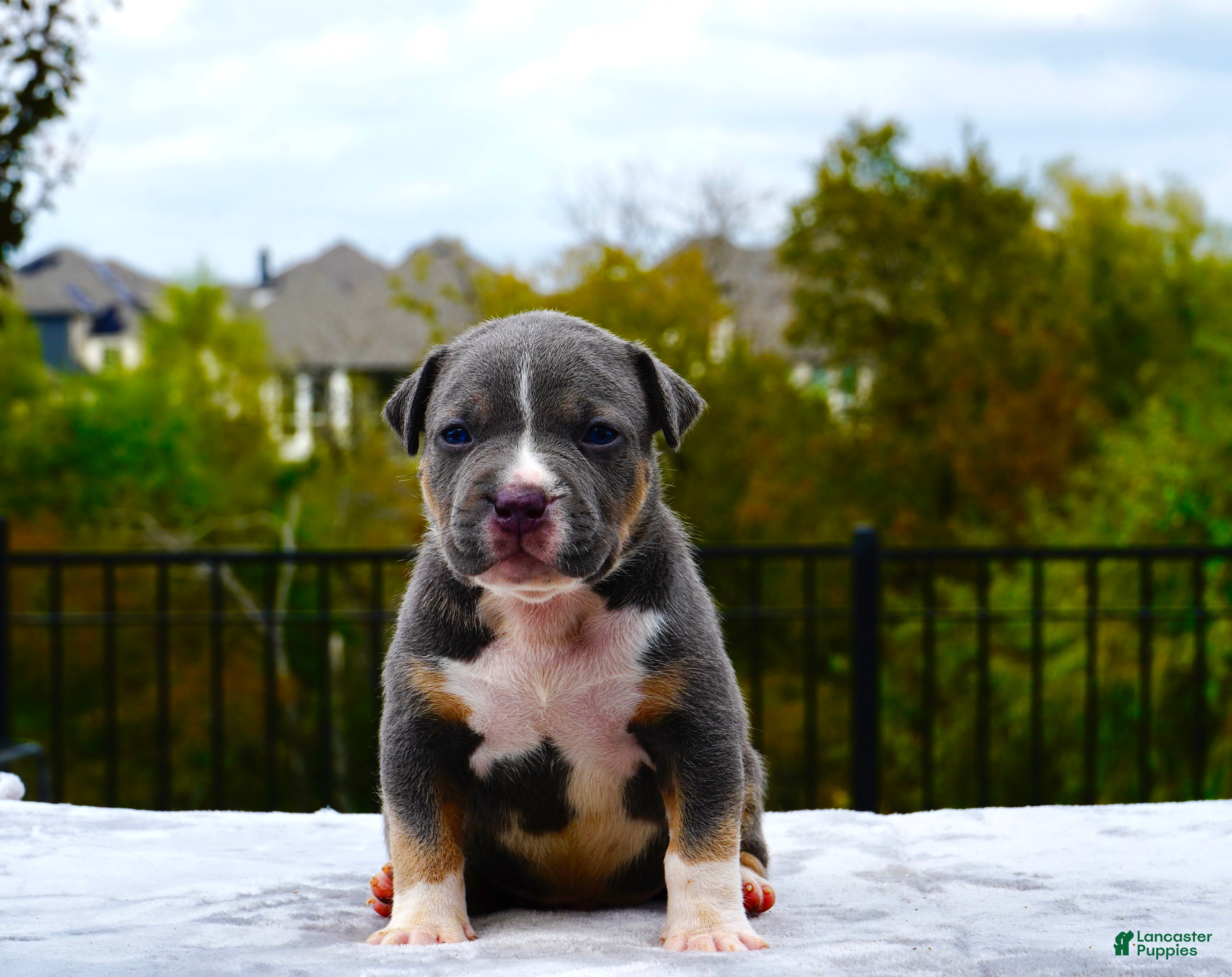 Tri color American Bully Puppies for sale Lancaster Puppies