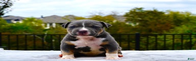 American Bully XL Blue Tri Puppy 9