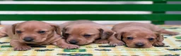 Miniature Dachshund dogs for sale: Bandit - Ad 11