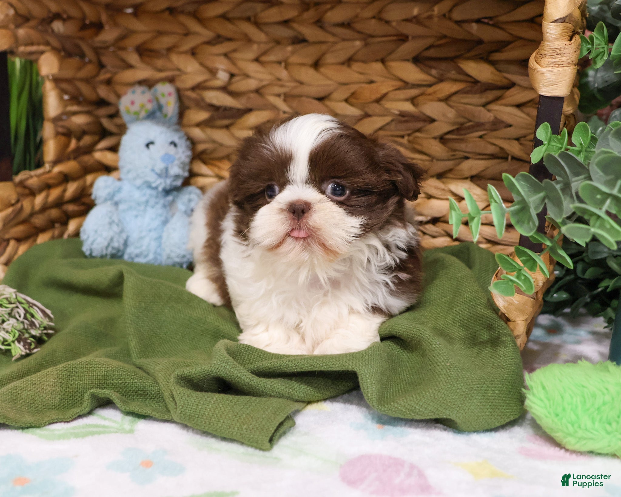 Shih Tzu dogs Andre  - Ad 25