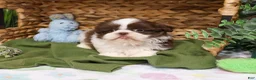 Shih Tzu dogs for sale: Andre  - Ad 6