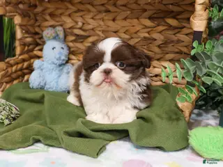 Shih Tzu dogs Andre - Ad 25