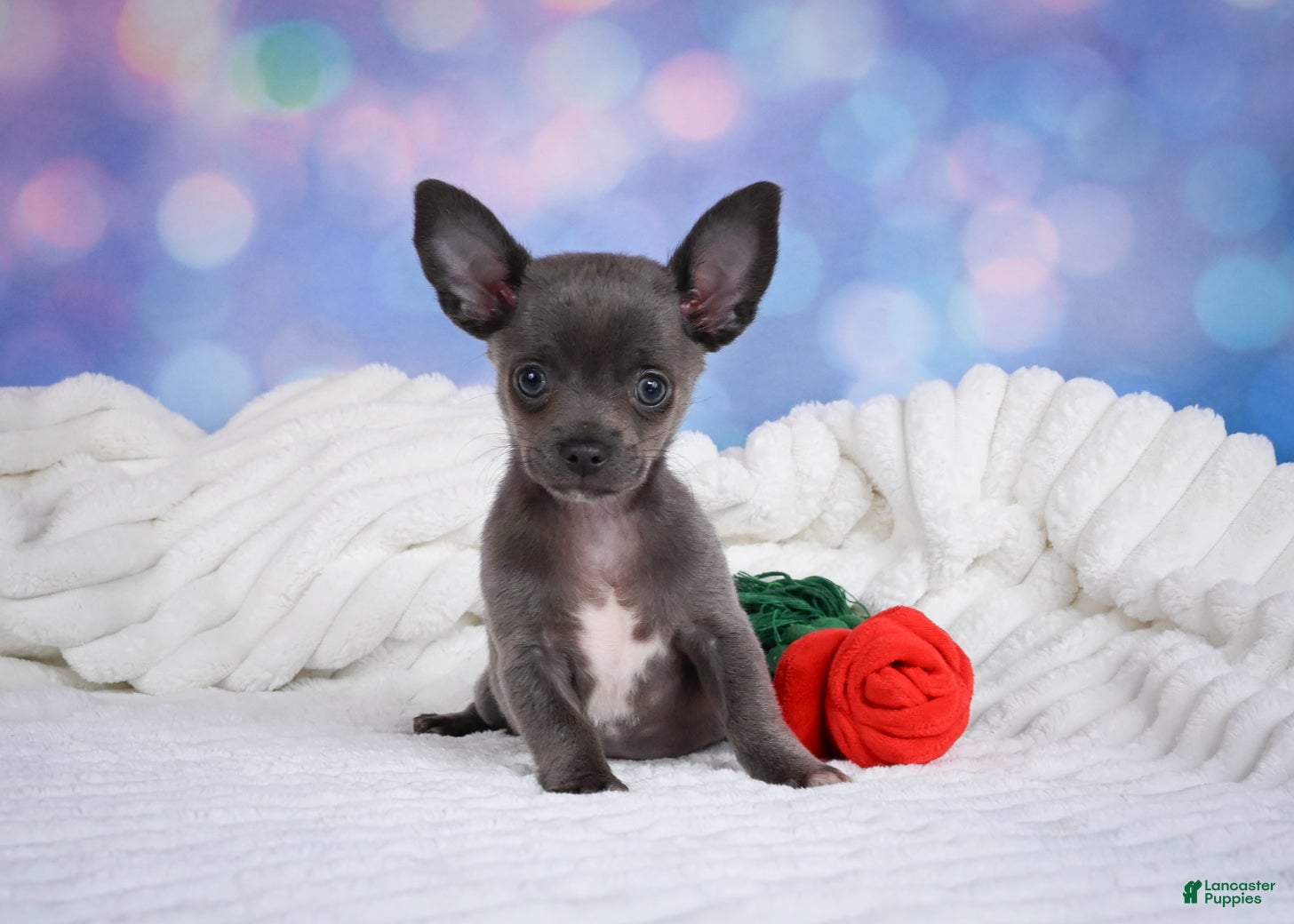 Chihuahua dogs Rex - Ad 2