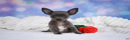 Chihuahua dogs for sale: Rex - Ad 2