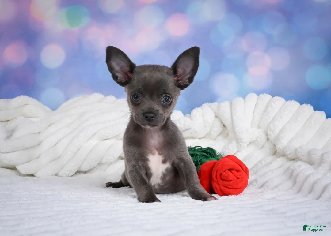 Chihuahua dogs for sale: Rex - Ad 2