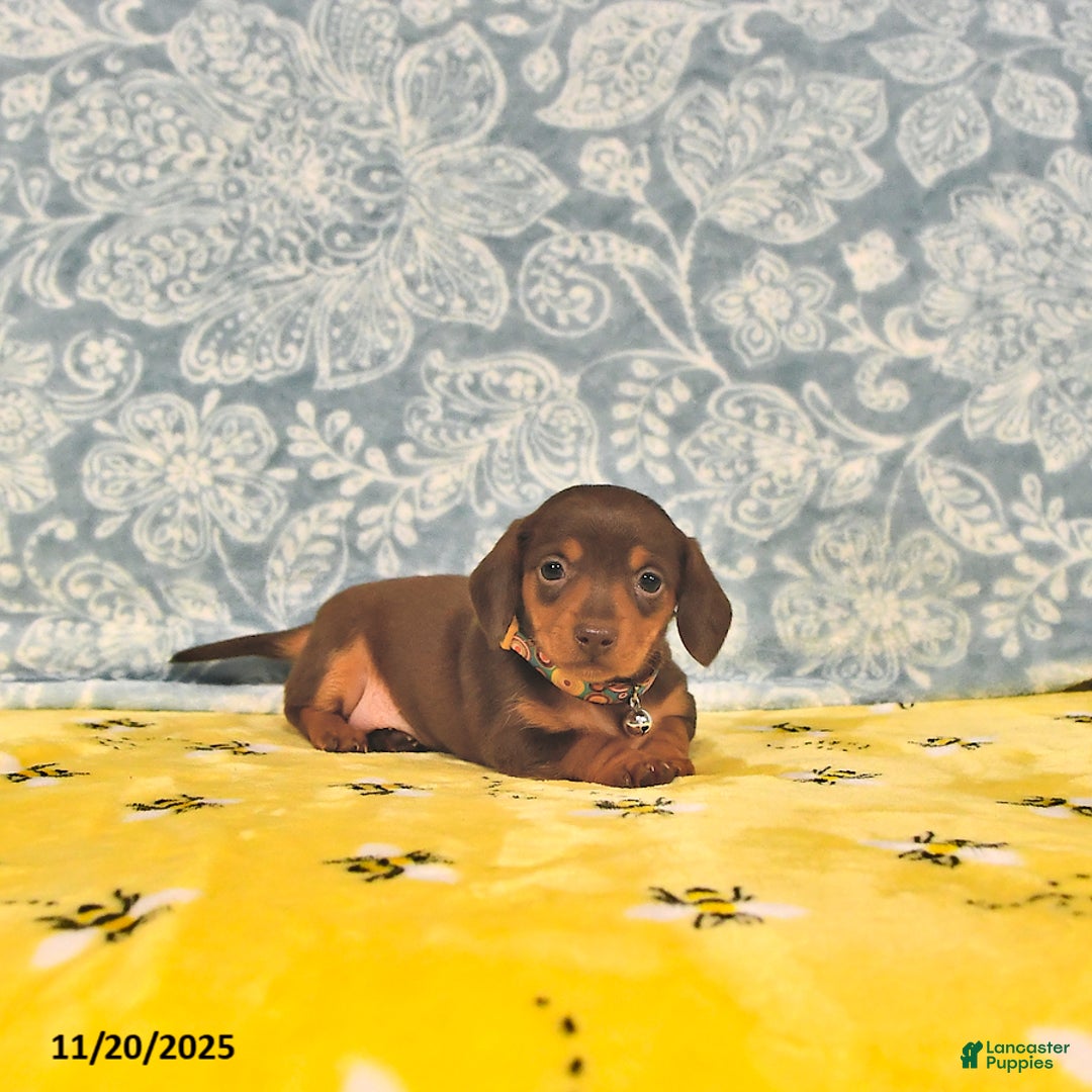 Miniature Dachshund dogs for sale: Penny - Ad 5