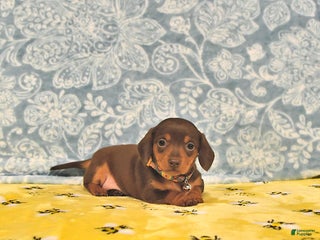 Miniature Dachshund dogs Penny - Ad 5