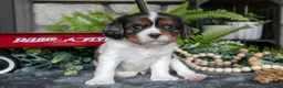 Cavalier King Charles Spaniel dogs for sale: Kevin - Ad 1