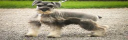 Miniature Schnauzer dogs for sale: Quest Miniature Schnauzer (crate and leash Trained) - Ad 6