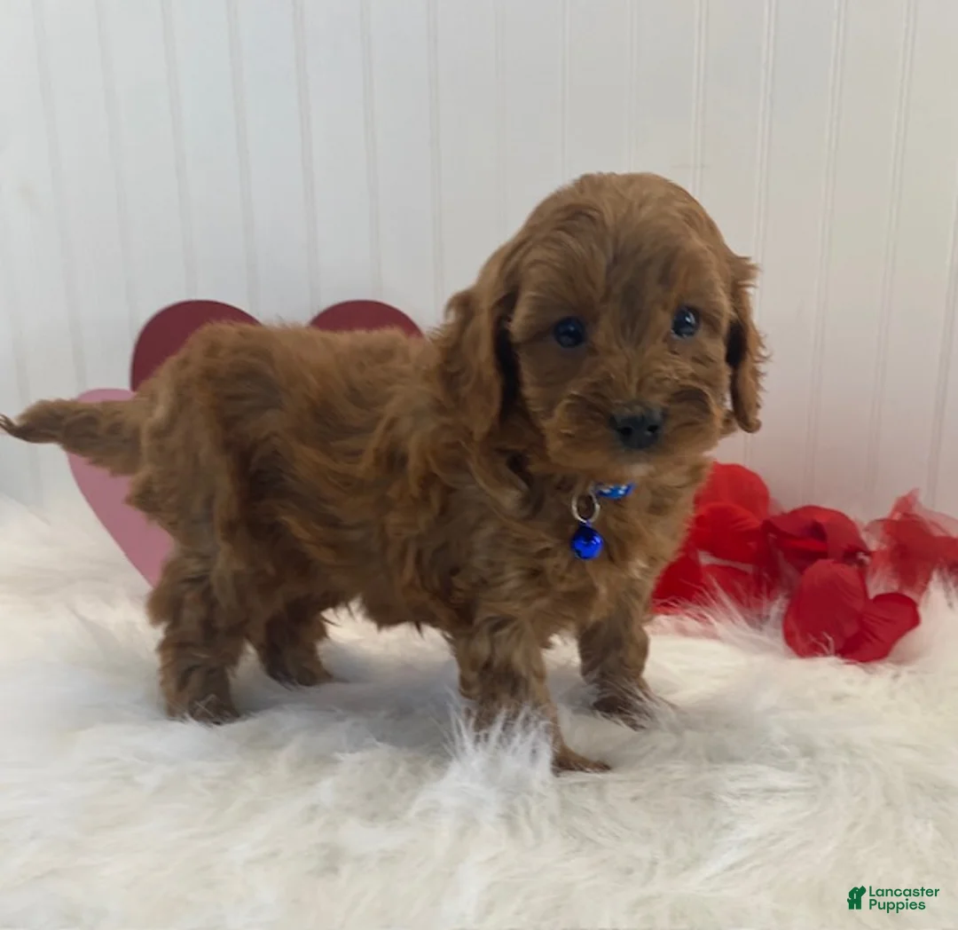 Cavapoo dogs for sale: Dusty  - Ad 4