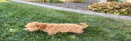 Maltipoo dogs for sale: Maltipoo 2 - Ad 7