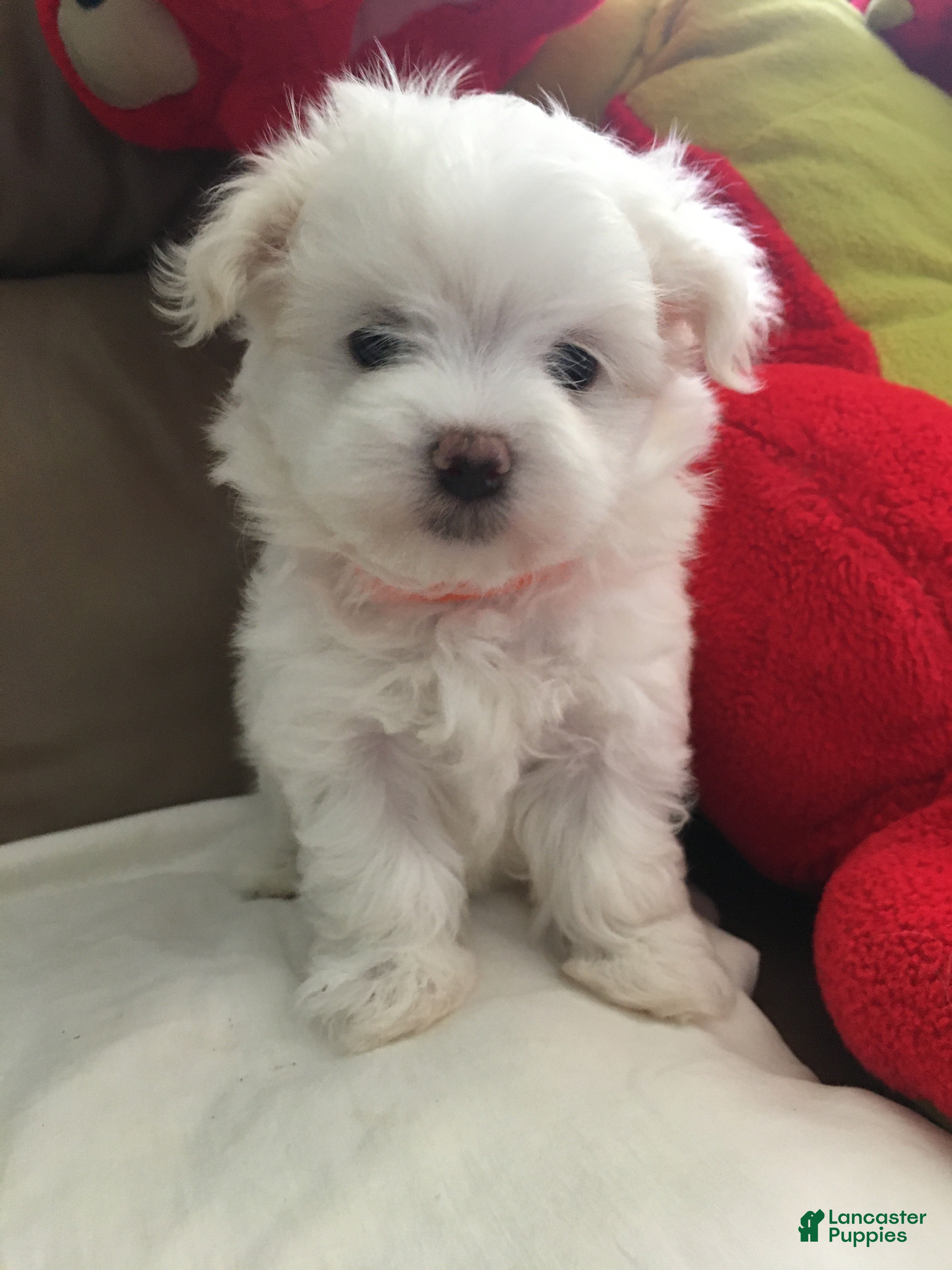 Maltese dogs for sale: Maltese Puppy 2 - Ad 2