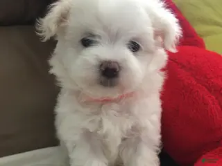 Maltese dogs for sale: Maltese Puppy 2 - Ad 2