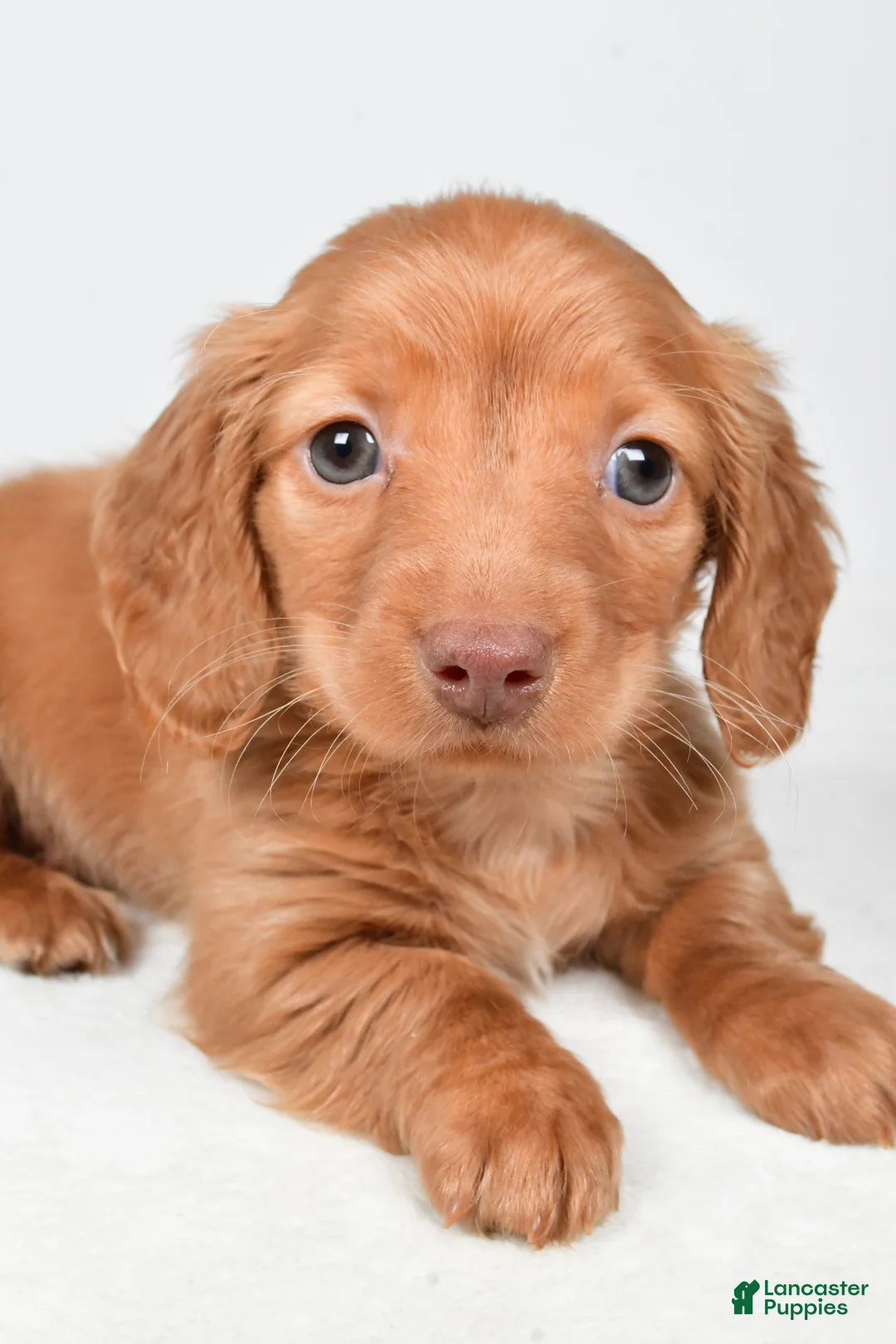 Miniature Dachshund dogs for sale: Nicky - Ad 7