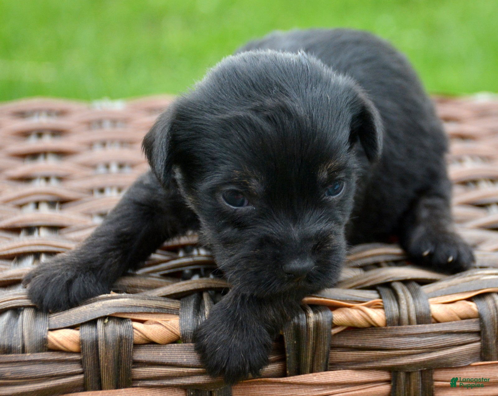 Yorkiepoo dogs Yorkiepoo Penny - Ad 29