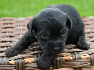 Yorkiepoo dogs Yorkiepoo Penny - Ad 29