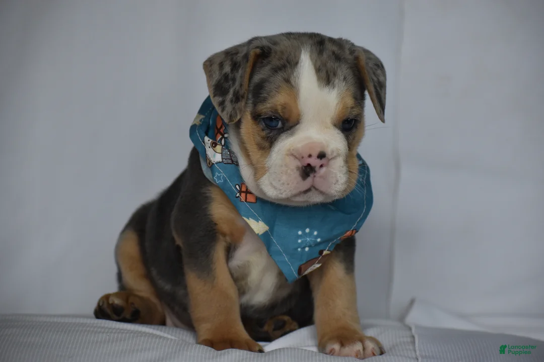 Beabull dogs for sale: Olive - Ad 2