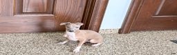 Italian Greyhound dogs for sale: Italian Greyhound Puppy 3 - Ad 7