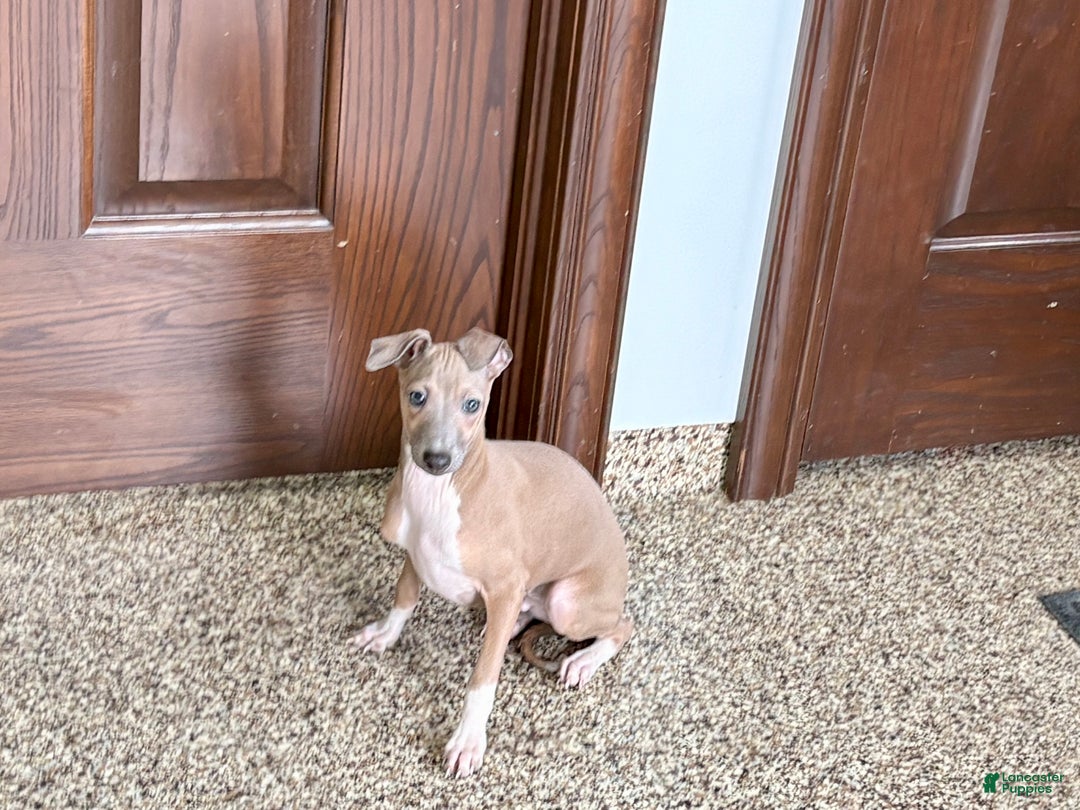 Italian Greyhound dogs for sale: Italian Greyhound Puppy 3 - Ad 7