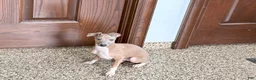 Italian Greyhound dogs for sale: Italian Greyhound Puppy 3 - Ad 7