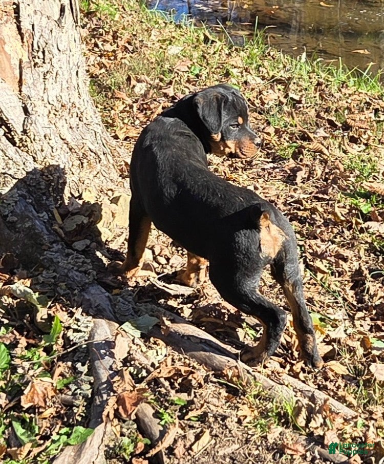 Rottweiler dogs for sale: Parker - Ad 1