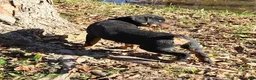 Rottweiler dogs for sale: Parker - Ad 1