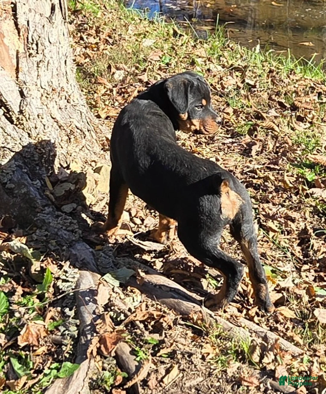 Rottweiler dogs for sale: Parker - Ad 1