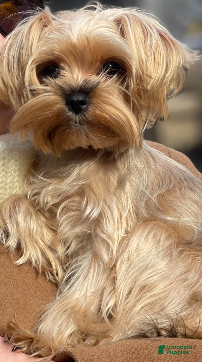 Yorkshire Terrier dogs Yorkshire Terrier Puppy 1 - Ad 10