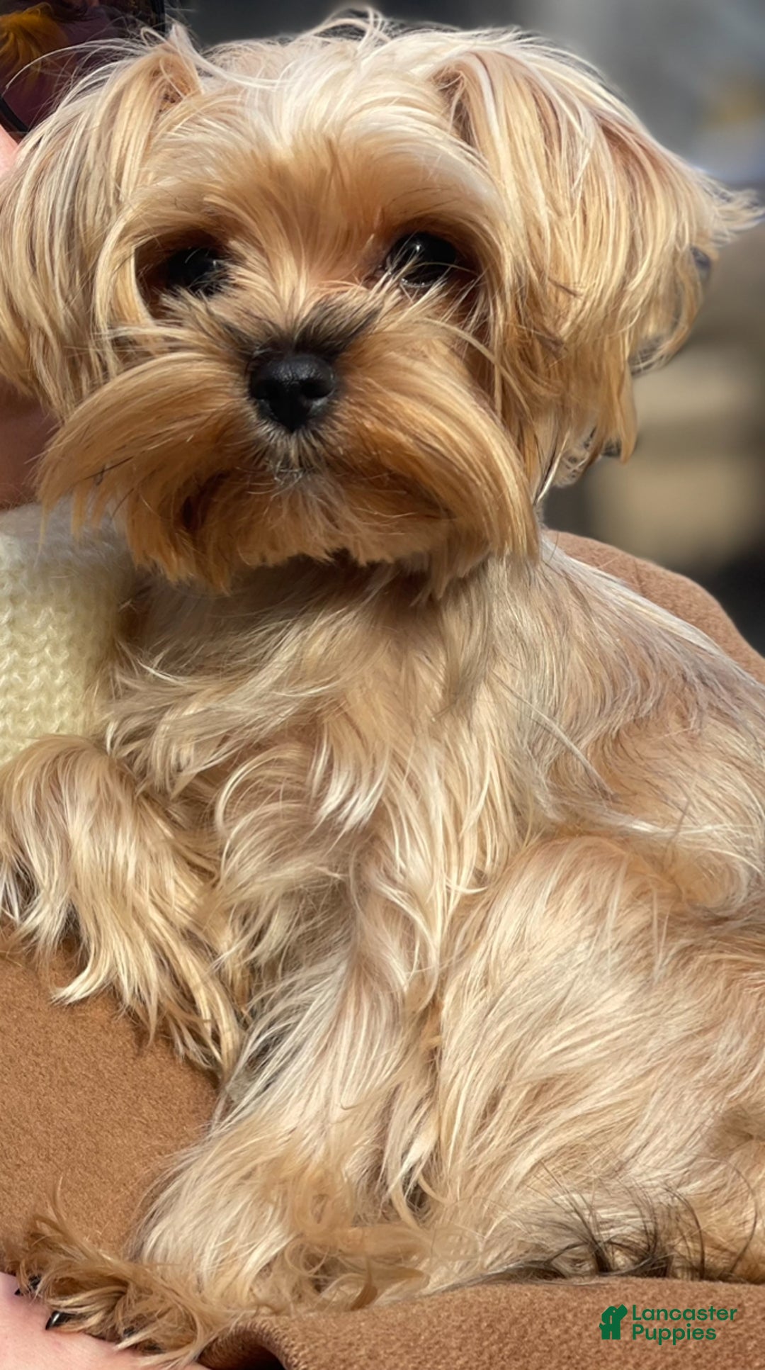 Yorkshire Terrier dogs for sale: Yorkshire Terrier Puppy 1 - Ad 1