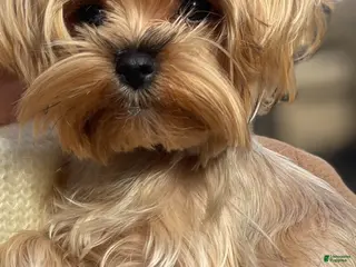 Yorkshire Terrier dogs Yorkshire Terrier Puppy 1 - Ad 1