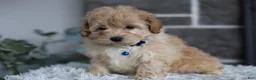 Maltipoo dogs for sale: Phoebe  - Ad 9