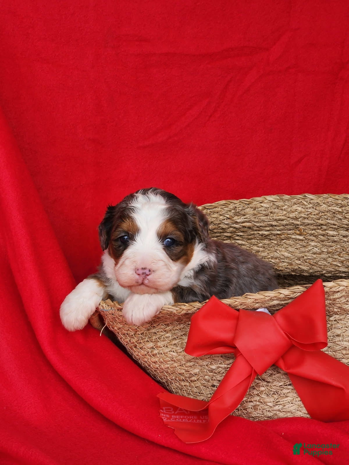 Mini Bernedoodle dogs lola - Ad 35