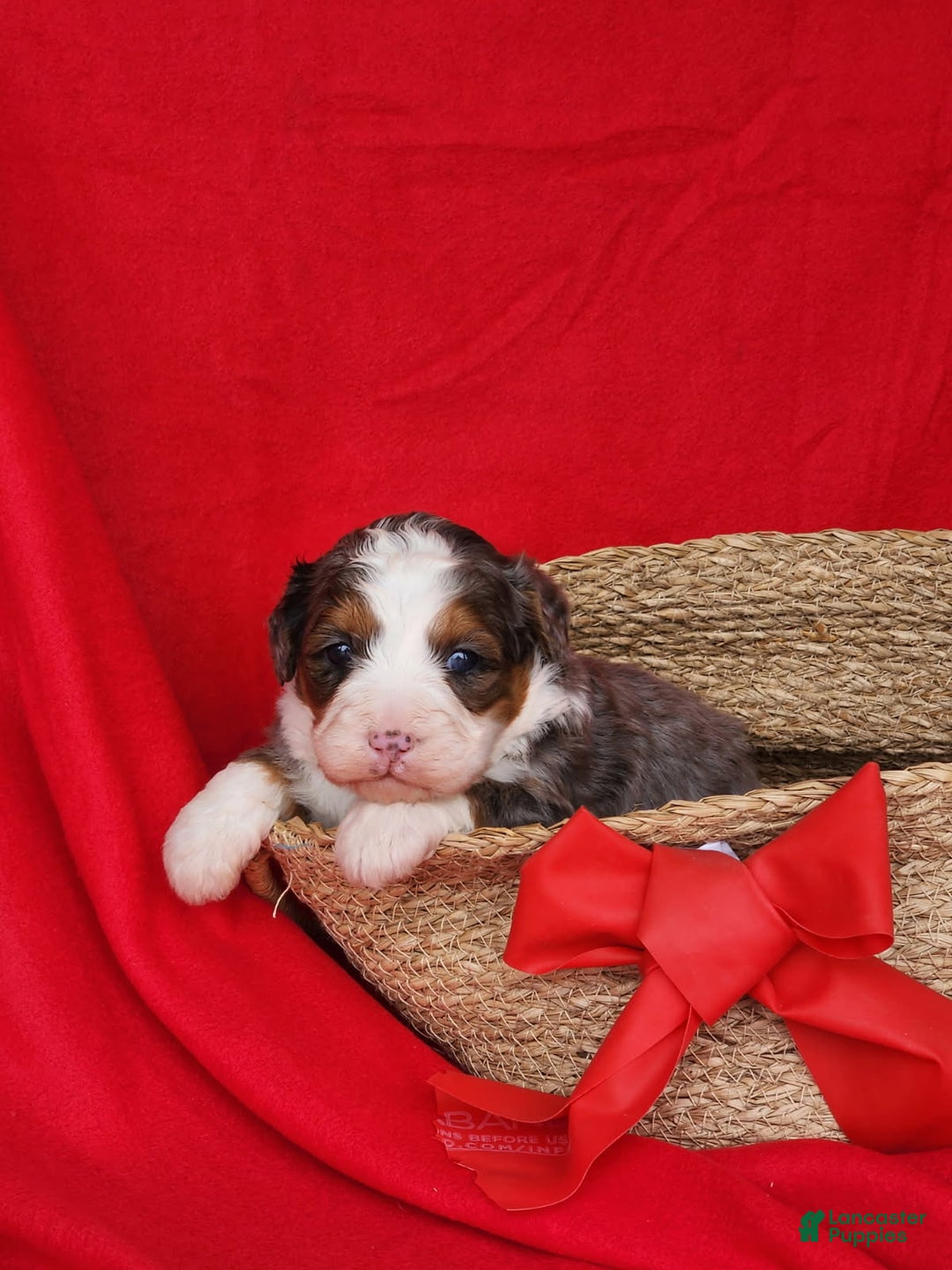 Mini Bernedoodle dogs for sale: lola - Ad 1