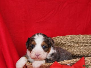 Mini Bernedoodle dogs lola - Ad 38