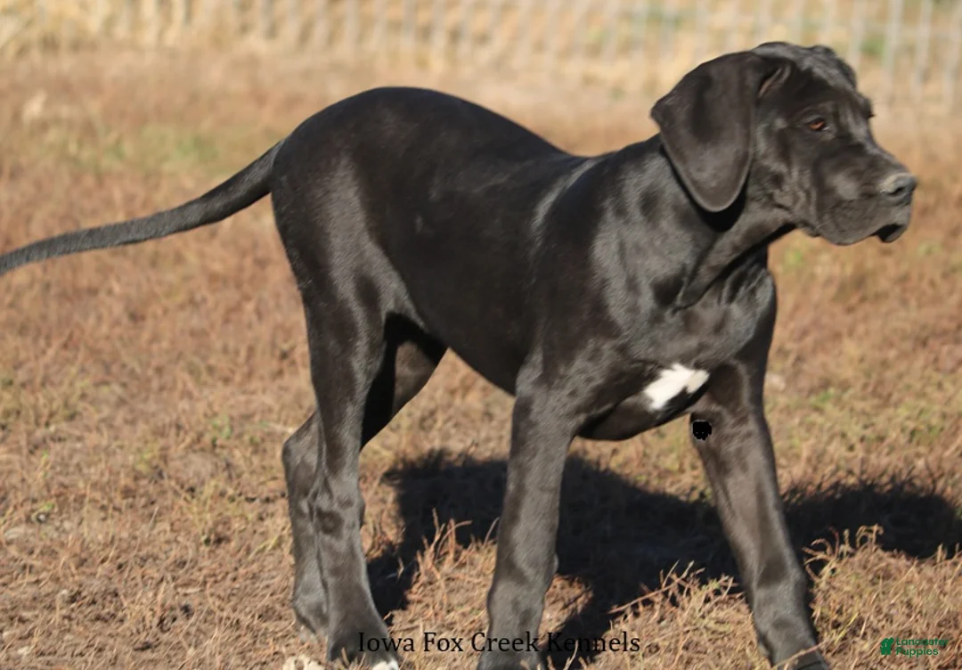 Great Dane dogs for sale: Great Dane Puppy 1 - Ad 4