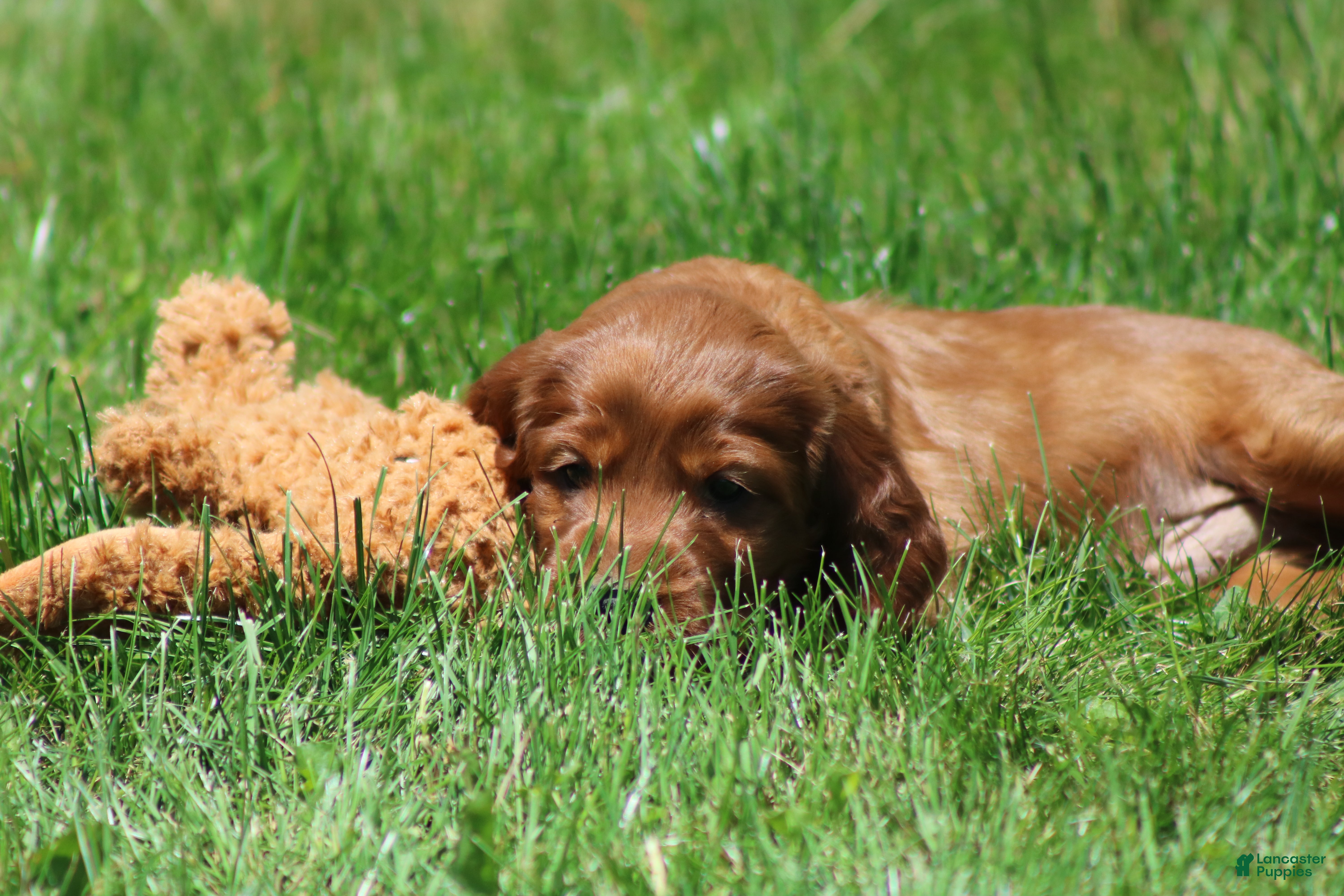 Irish Setter dogs for sale: Ricky - Ad 5