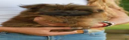 Mixed Breed dogs for sale: Pixsy (mini Chewbacca)  - Ad 3
