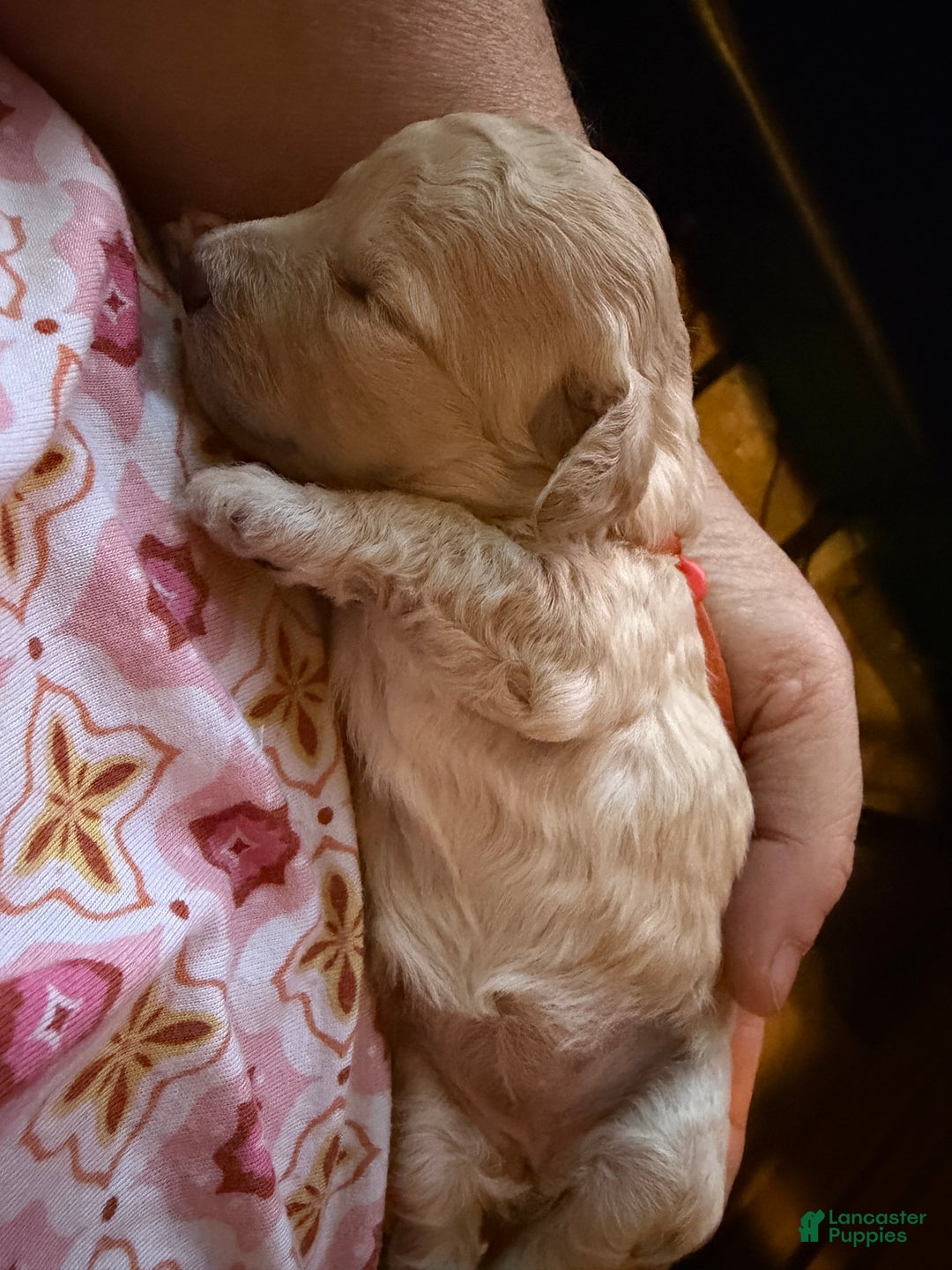 Miniature Poodle dogs for sale: AKC Miniature Poodle Apricot Female - Ad 2
