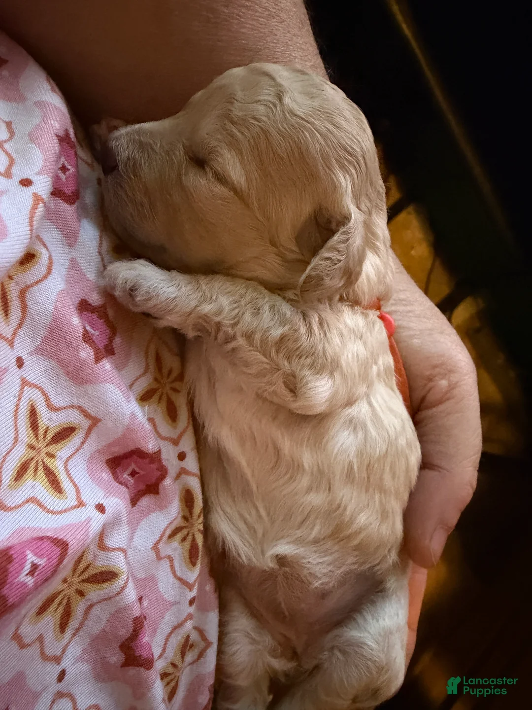 Miniature Poodle dogs for sale: AKC Miniature Poodle Abstract Cream White Male - Ad 20