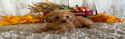 Toy Poodle dogs for sale: Quaker - Ad 9
